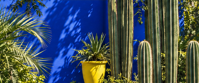 Cobalt architecture, garden planting and natural light