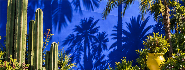 Tall cacti, palm shadows and a yellow pot against Majorelle blue