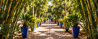 A shaded path beneath arching palms