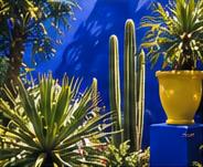 Cacti and yellow pots in the garden